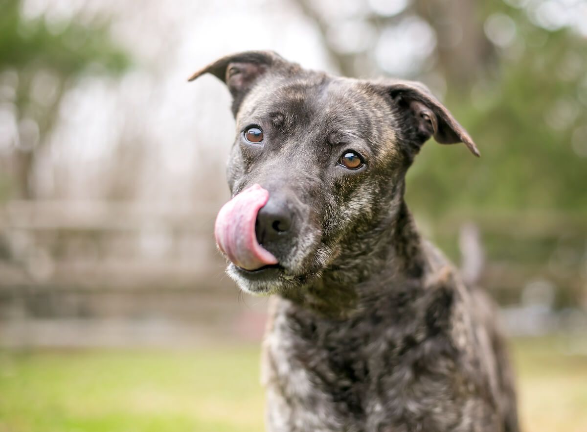 Licking Foto